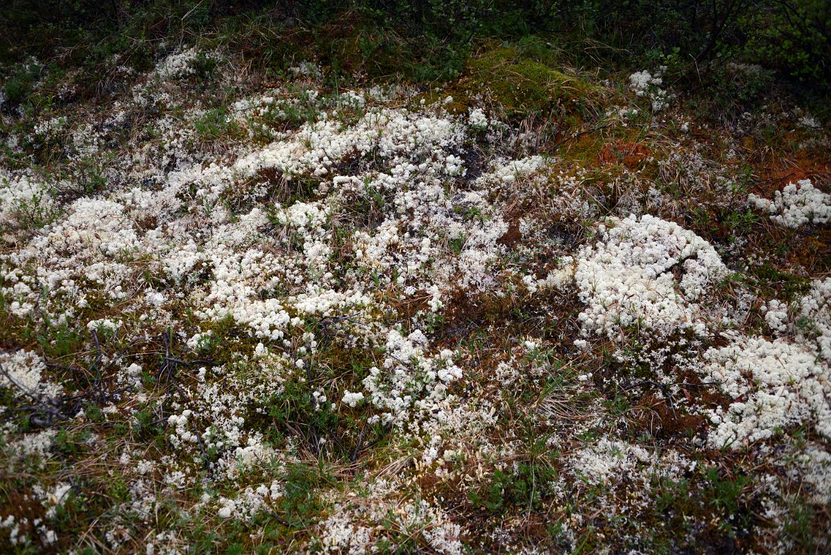 09A White Moss From Goldensides Trail In Tombstone Park Yukon
